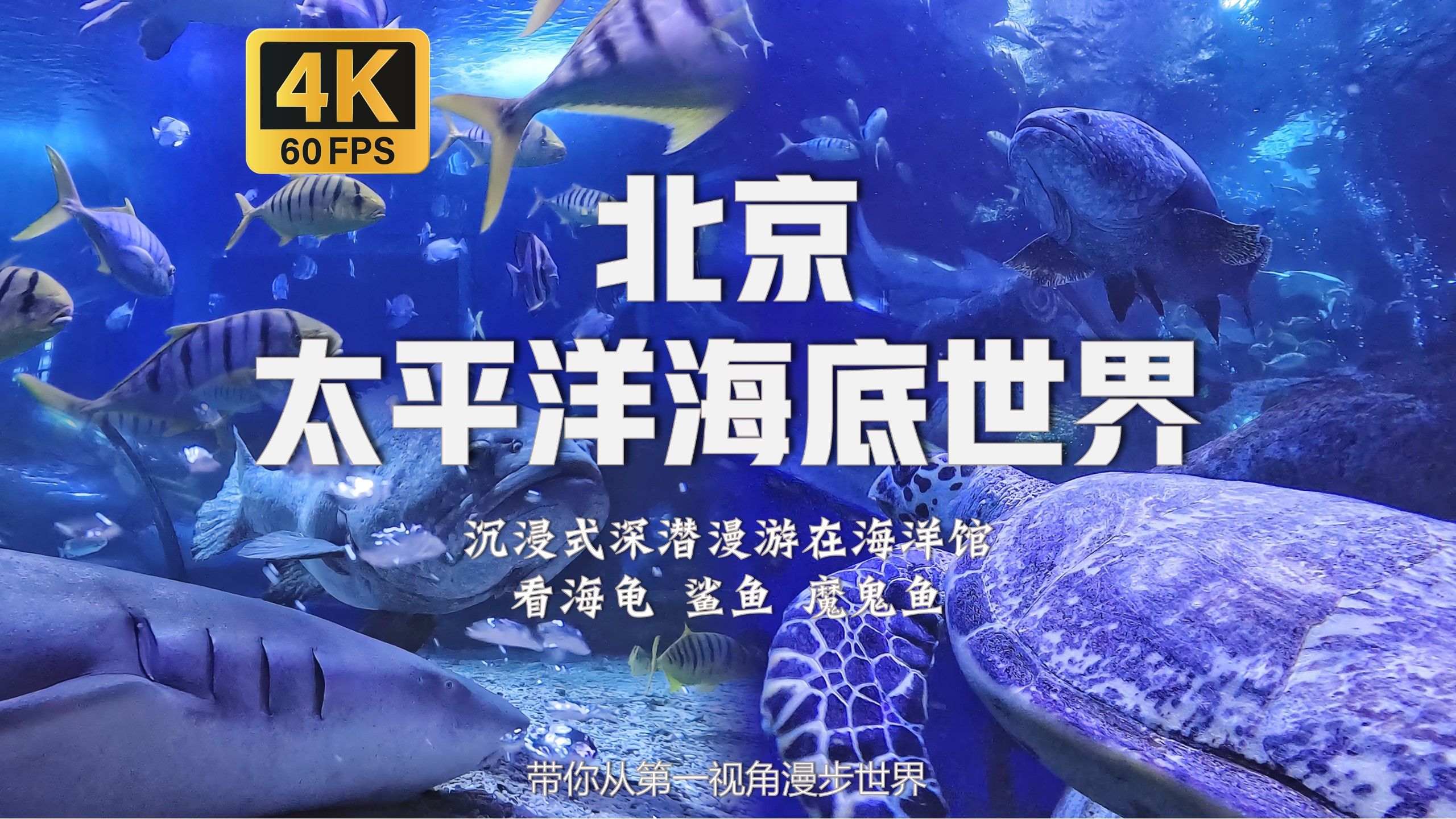 MILAN体育APP下载入口官网-海洋深潜挑战赛，探索海底未知的奇幻旅程
