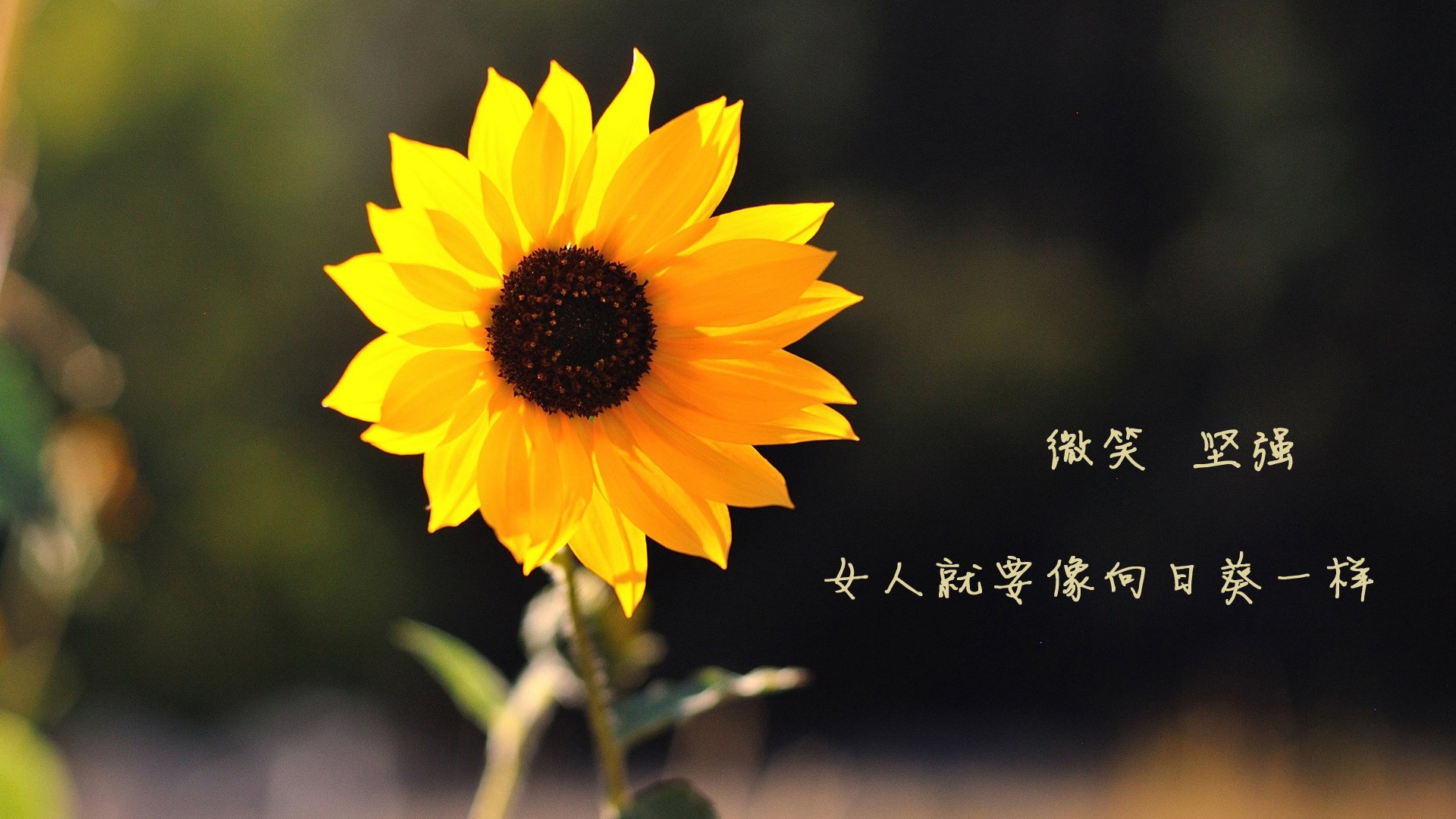 荷兰马术协会与大学合作，开展马术运动营养研究，优化饮食方案。