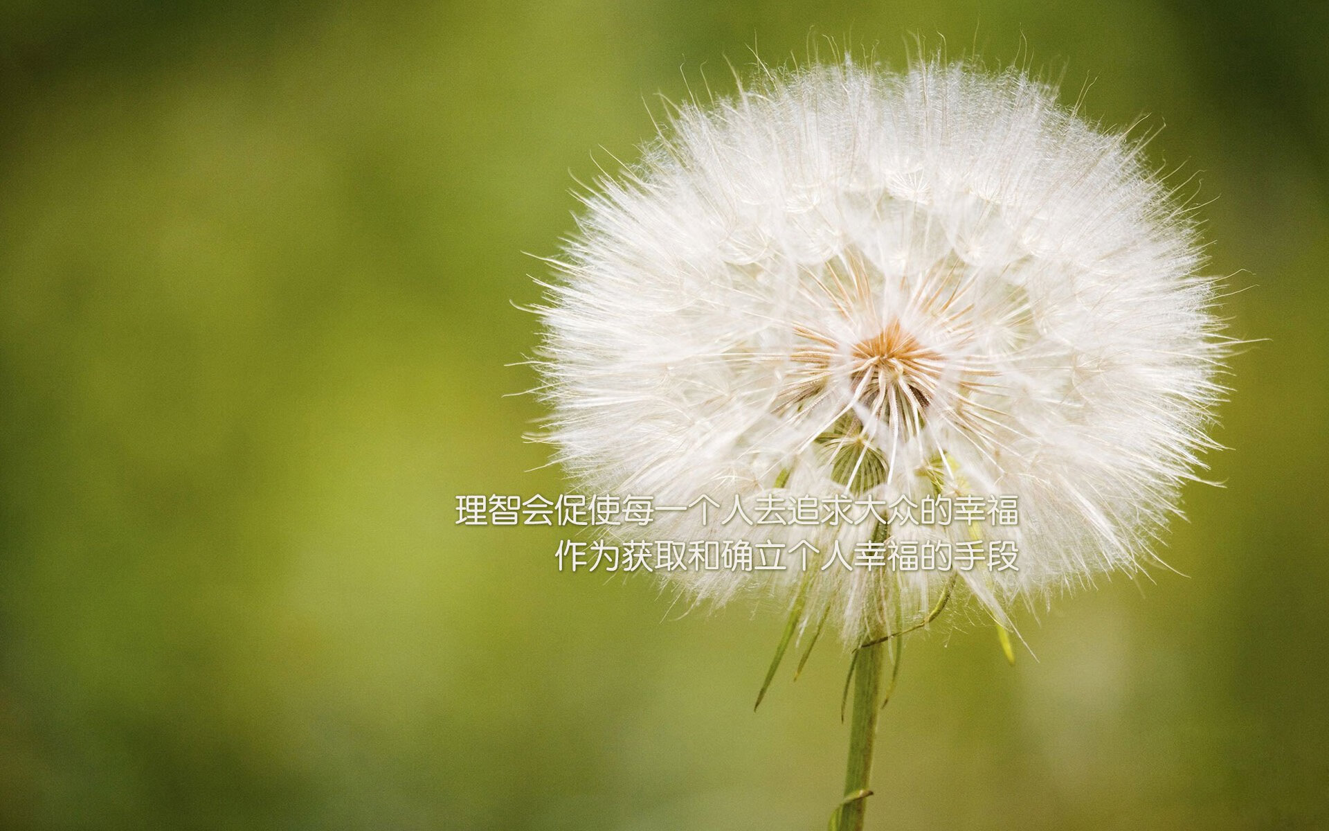 米兰体育下载-瓦伦西亚主场1-1战平西班牙人，哈维-格拉扳平比分，瓦伦西亚 主场