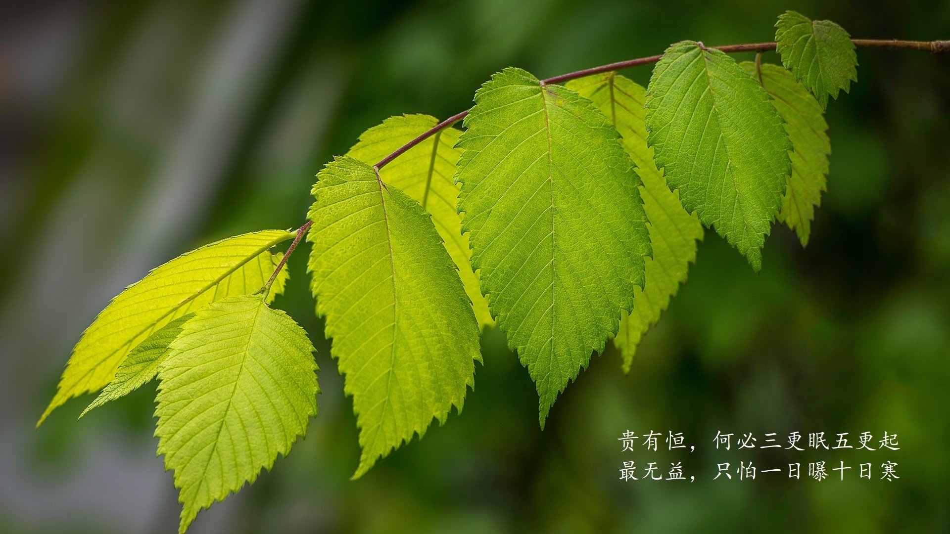 掘金二队年轻球员被提拔主帅寄予厚望，掘金队主力阵容