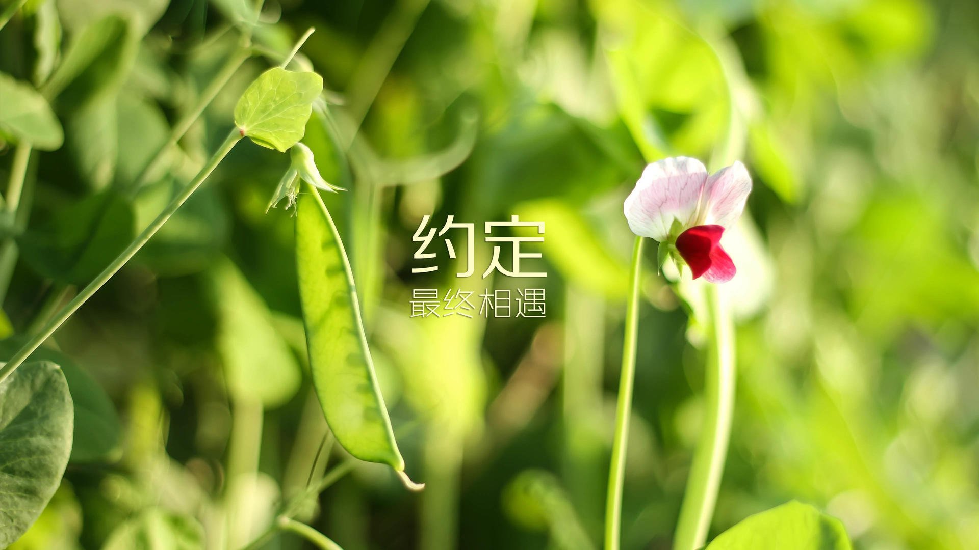 橄榄球运动员就业转型获支持，橄榄球就业前景