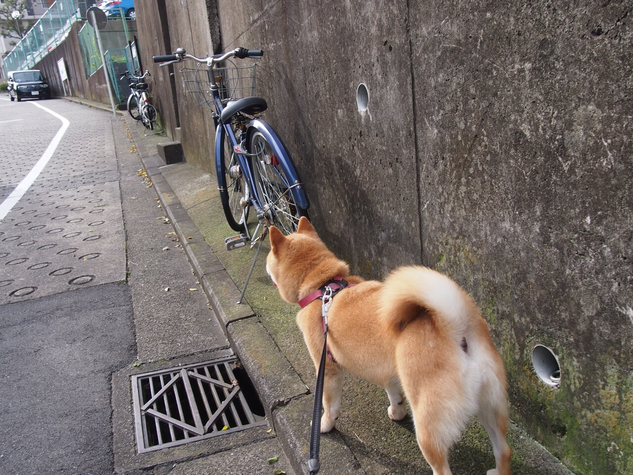 比赛日场馆运营流程优化观众进出效率和安全系数同步提升，场馆运行团队在赛时承担的任务包括